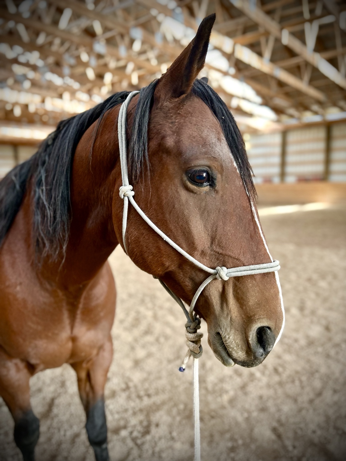 Hank, a bay horse used in riding lessons