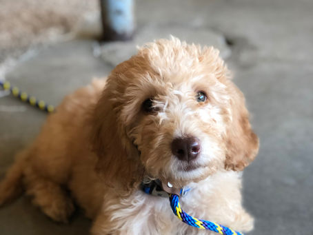 How Do I Get My Puppy To Sleep Through The Night?