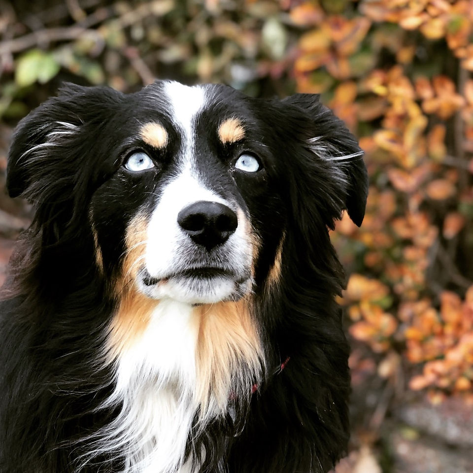 Black Tri dog with blue eyes and fall leaves in the background