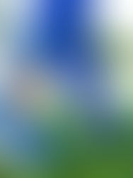 Conheça agora o Tornozelo de Atleta!