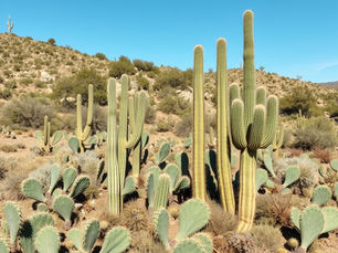 The Cactus Patch of Polarization