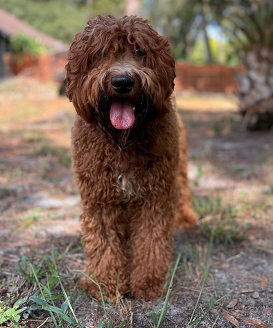 Sonni our intense red Bernedoodle mama.
