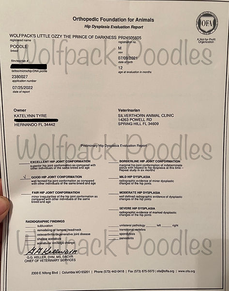 Our dogs go through extensive health testing prior to breeding.