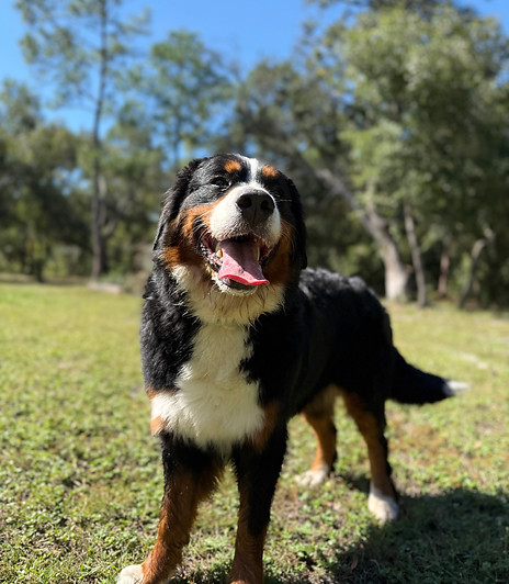 AKC Bernese Mountain Dog