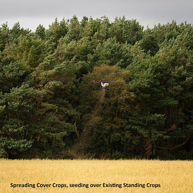 Spreading cover crops over standing crop - TEXT1.jpg