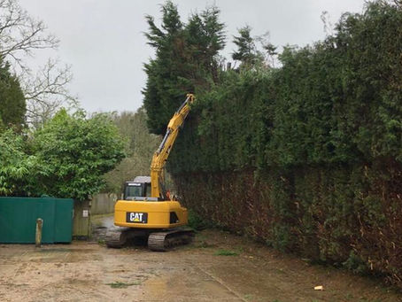 Conifer Hedge and Tree cutting
