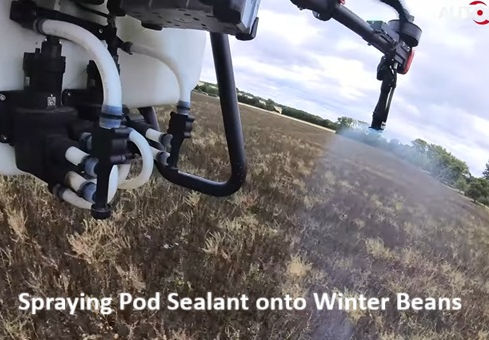 Spray Pod Sealant onto winter beans - TEXT.jpg