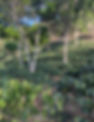 Honduras Speciality Coffee for Roasted Tremont in Cleveland Ohio.PNG