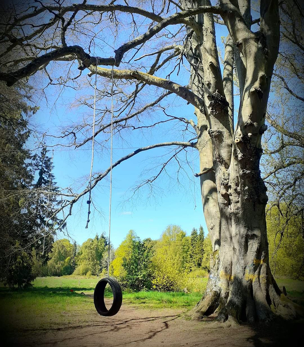 Tyre swing and tree.jpg