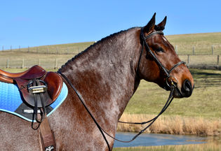 Toast is a 8 year old Bay roan Brabant/Quarter Horse Cross Gelding offered for sale at Twilight Farms in Fresno, Ohio.
