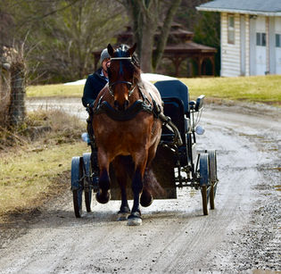 Toast is a 8 year old Bay roan Brabant/Quarter Horse Cross Gelding offered for sale at Twilight Farms in Fresno, Ohio.