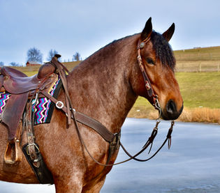 Toast is a 8 year old Bay roan Brabant/Quarter Horse Cross Gelding offered for sale at Twilight Farms in Fresno, Ohio.
