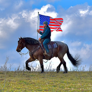 Toast is a 8 year old Bay roan Brabant/Quarter Horse Cross Gelding offered for sale at Twilight Farms in Fresno, Ohio.