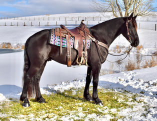 Denver 5 year old 16 hand Friesian Percheron Quarter Horse cross gelding for sale Fresno Ohio