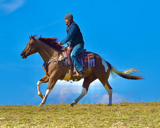 Maverick is a 5 year old brown and white paint gelding for sale at Twilight Farms in Fresno, Ohio.