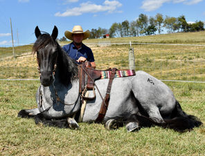 Twilight’s Grey Goose 6 year old 16.3 hand blue roan draft cross mare for sale Fresno Ohio