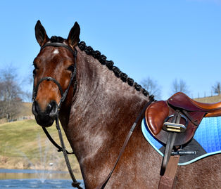 Toast is a 8 year old Bay roan Brabant/Quarter Horse Cross Gelding offered for sale at Twilight Farms in Fresno, Ohio.