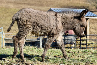 Holly – Miniature baby Jenny donkey for sale in Ohio. Born October 23, halter broke, expected to mature around 39”, farm raised.
