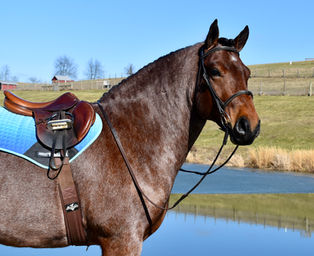 Toast is a 8 year old Bay roan Brabant/Quarter Horse Cross Gelding offered for sale at Twilight Farms in Fresno, Ohio.