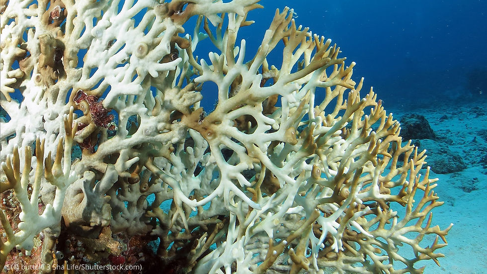 Ocean Acidification, and its Effect on Business