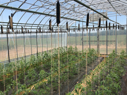 【プロ直伝】トマト栽培の収穫量を最大化する「誘引フック」活用術　ハウスでも段数を稼ぐ秘訣とは？