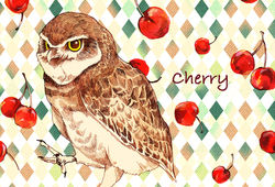 Cherryフクロウ