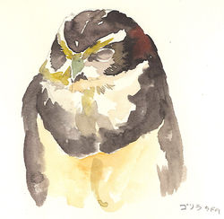 フクロウカフェスケッチ2