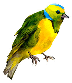 黄鳥