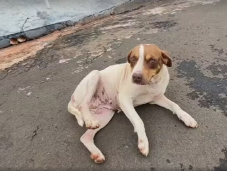 Cachorra atacada por sucuri recebe alta de clínica veterinária 