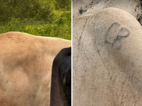 Polícia Civil recupera gado furtado de propriedade rural 
