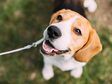 Homem deve ajudar nos gastos com pets que ficaram com ex-esposa