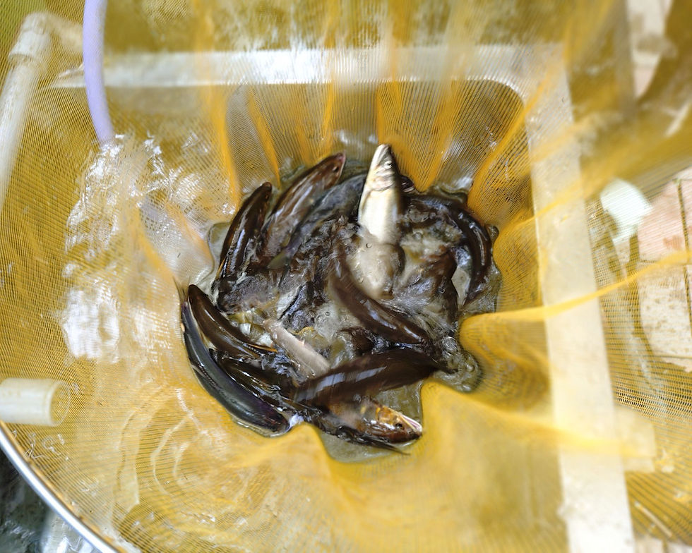 鮎釣果情報