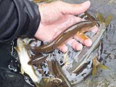 鮎釣果情報(釣果続々!)
