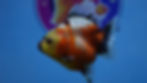 Thumbnail: Young Shogun Oranda Female