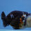 Thumbnail: Heavy Ink Ranchu Female