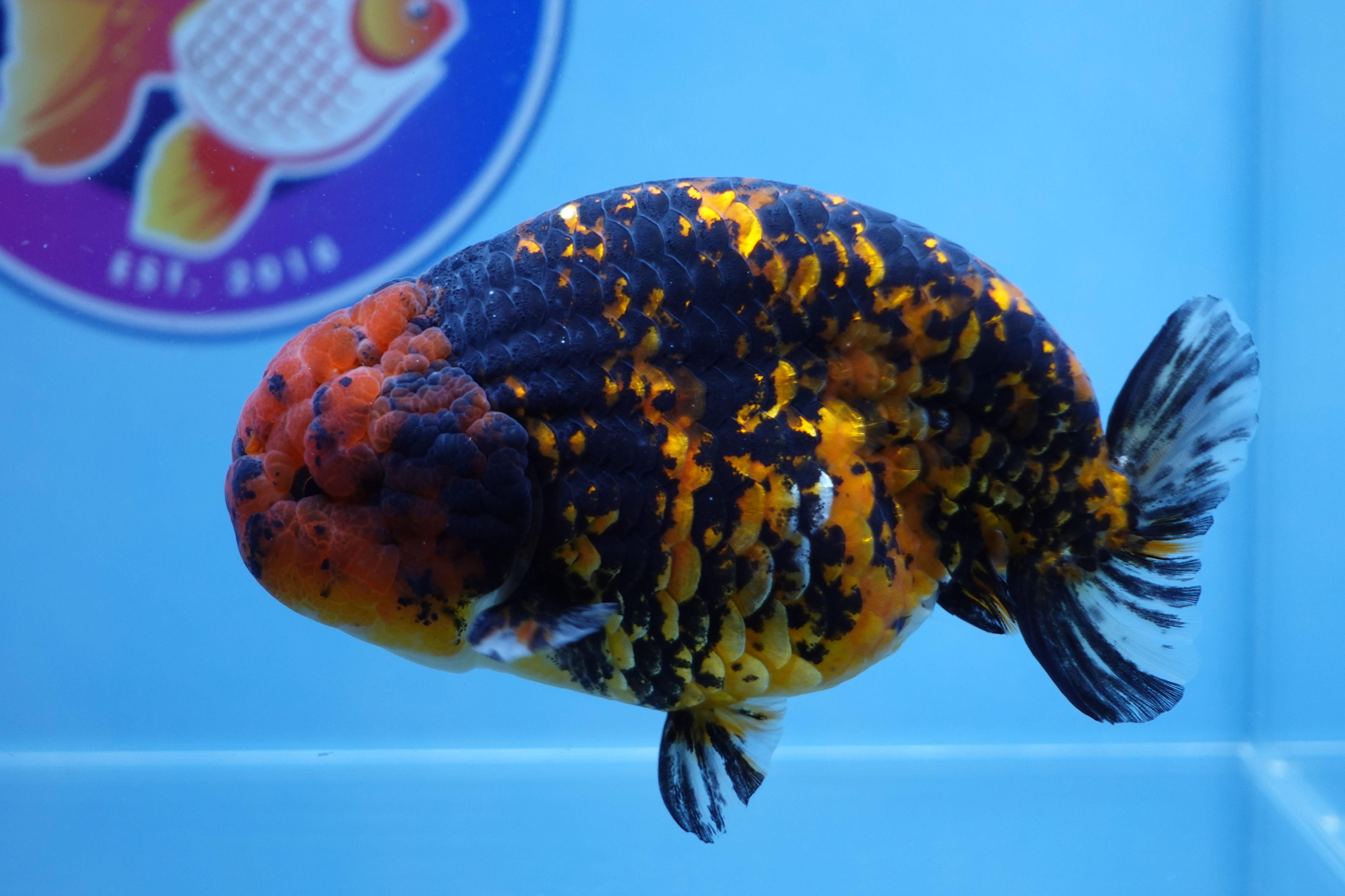 Tiger Ranchu Male