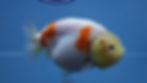 Thumbnail: Sakura Ranchu Female