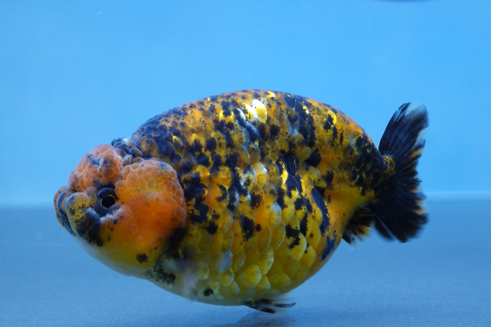 Thumbnail: A Grade Calico Ranchu Female