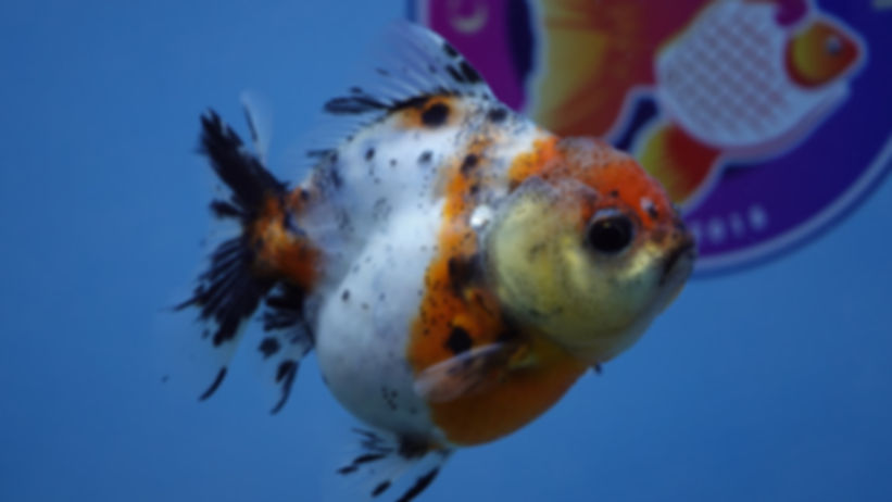 Young Shogun Oranda Female