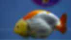 Thumbnail: Large Lemon Head Ranchu Female