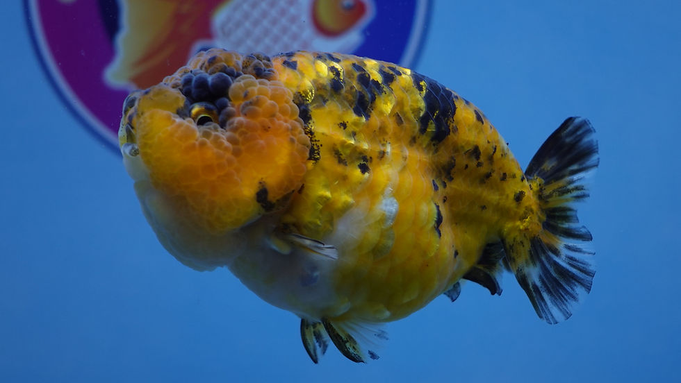 Thumbnail: A Grade Chinly Tiger Ranchu Female