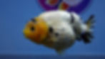 Thumbnail: A Grade Panda Ranchu Male