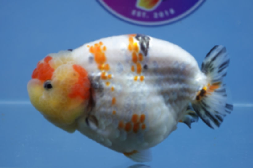 A Grade Large Tricolor Milk Cow Ranchu Female