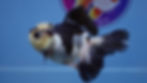 Thumbnail: Panda Rosetail Oranda Male