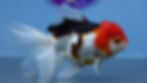 Thumbnail: Tricolor Rosetail Oranda Female