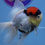 Thumbnail: A Grade Tricolor Rosetail Oranda Male