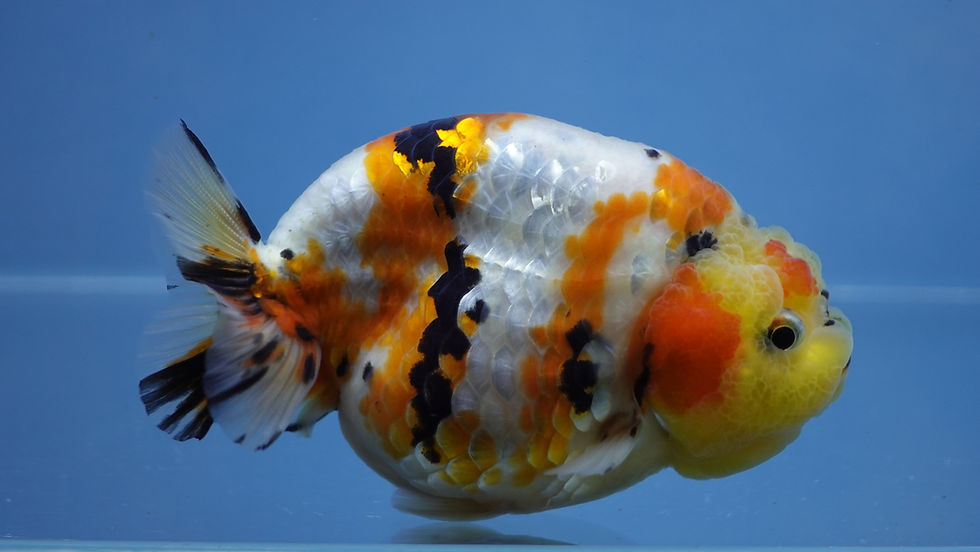 Thumbnail: A Grade Tricolor Ranchu Male