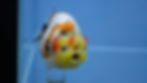 Thumbnail: A Grade Tricolor Ranchu Male