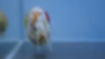 Thumbnail: Tricolor Ranchu Male