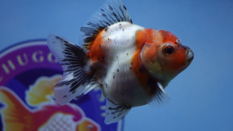 Thumbnail: Young Shogun Oranda Male